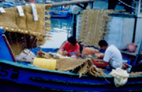 漁民在飛魚產卵後開始採收