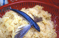 產於草蓆上，收下來之魚卵