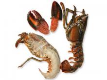Split Raw Canadian Lobster